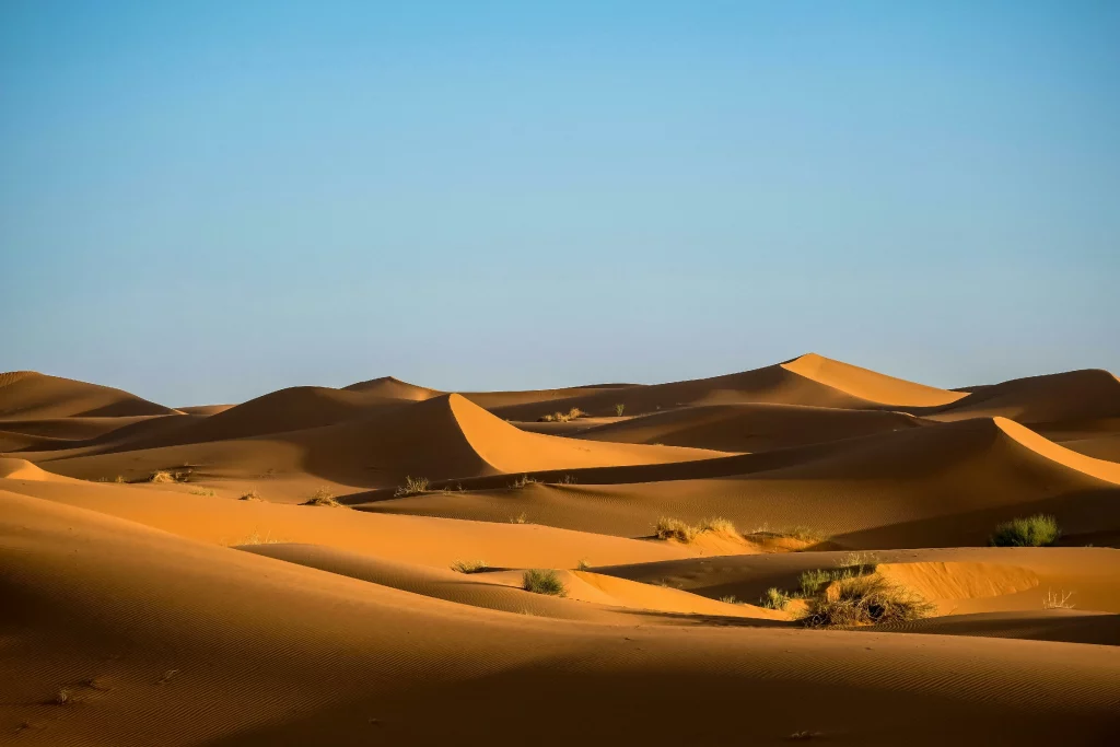 A vast landscape of sweeping golden and orange sand dunes in the Sahara Desert. The low late-afternoon sun casts deep, dramatic shadows along the sharp ridges and curved slopes of the dunes. Small patches of hardy desert shrubs and green vegetation are scattered in the troughs between the sand drifts. The undulating horizon meets a vast, clear, pale blue gradient sky.