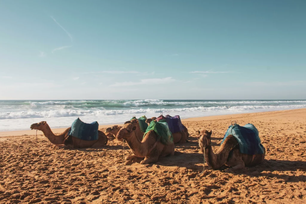A group of camels resting on a sandy beach in Tangier, Morocco. The camels are kneeling on the golden sand, equipped with colorful saddles in shades of blue, green, and purple. In the background, ocean waves with white crests roll onto the shore under a clear, light blue sky.